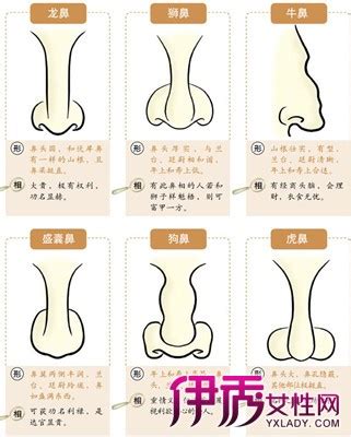 鼻子面相学|鼻相分析10款｜鼻樑有節及橫紋、豬膽鼻、鼻頭下垂代 